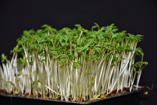microgreens-anpflanzen