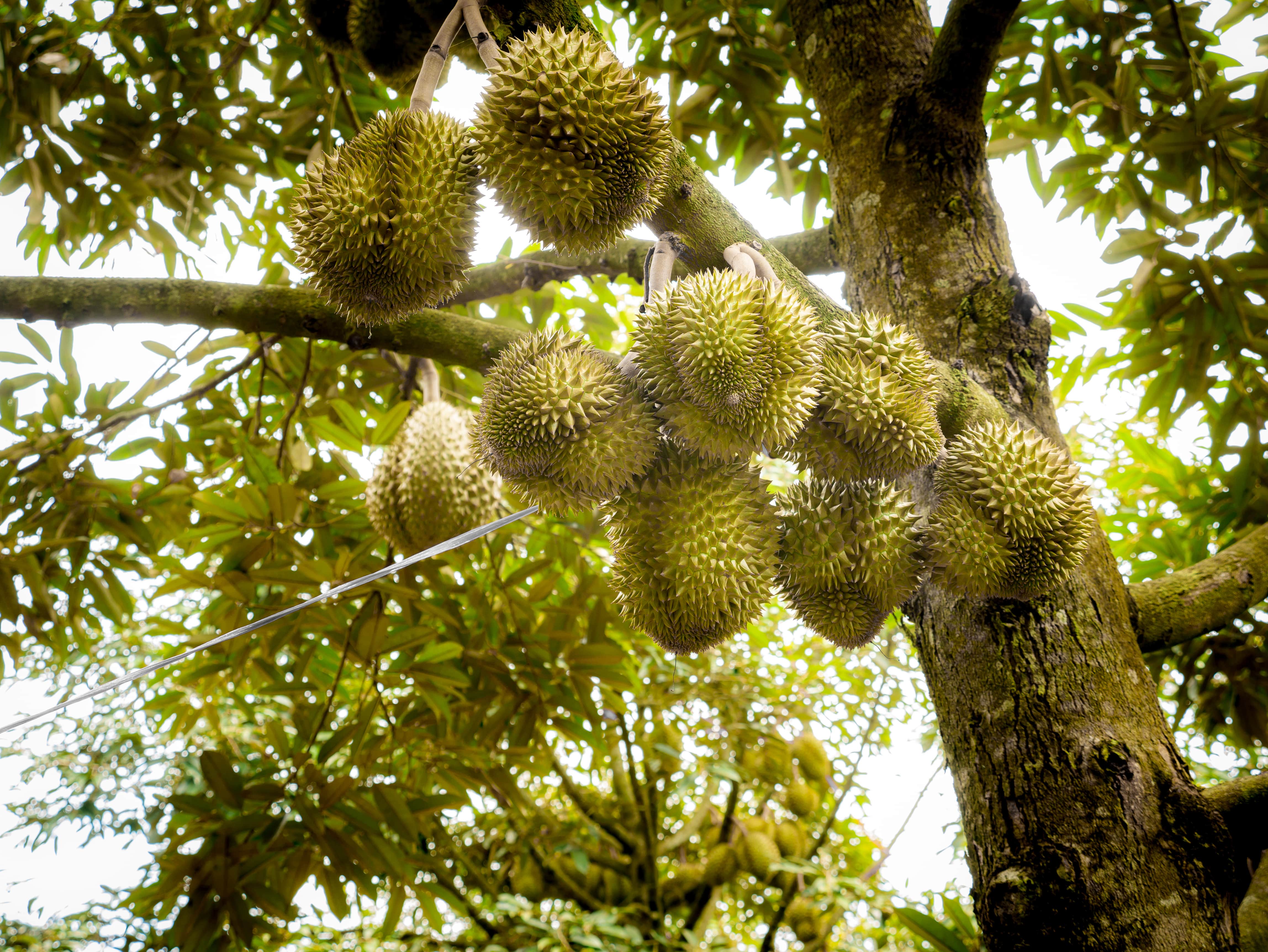 Durian-Baum